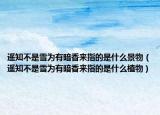 遥知不是雪为有暗香来指的是什么景物（遥知不是雪为有暗香来指的是什么植物）