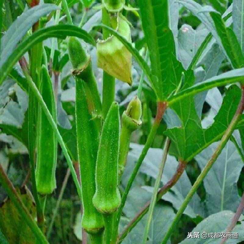 黄秋葵的种植方法！