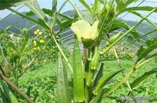 黄秋葵的种植方法！