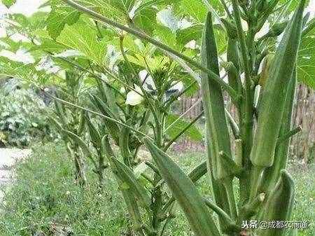 黄秋葵的种植方法！