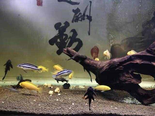 养水之前加入鱼乐宝之类的化学物质，对于观赏鱼有无危害？