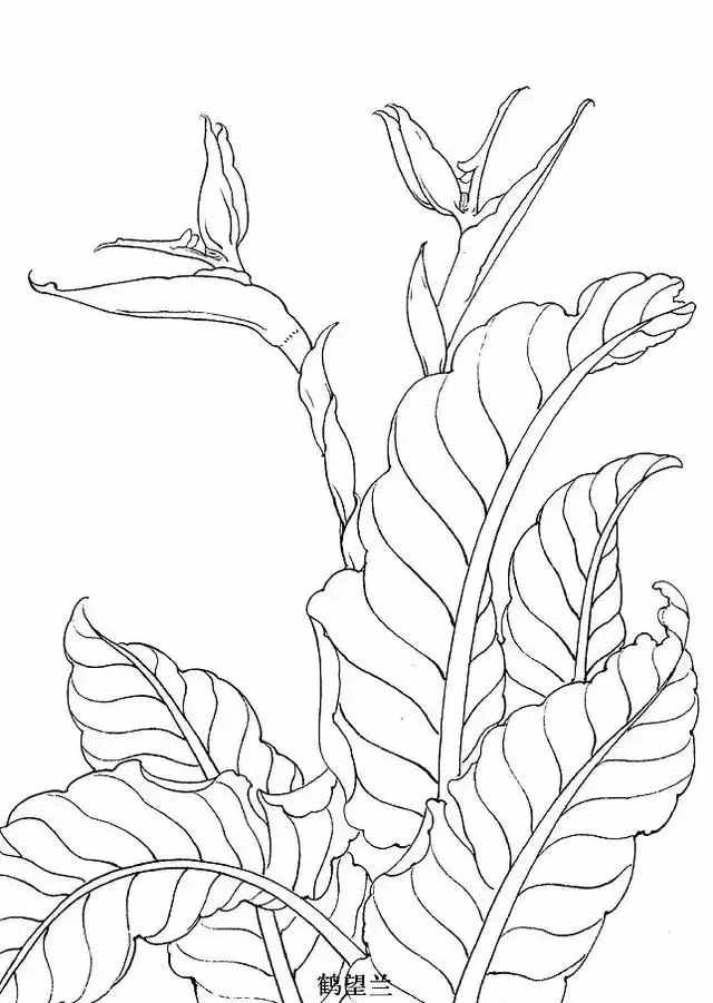 不会画花卉？那是你没有画过这8种花卉画法，简单易学，快临摹