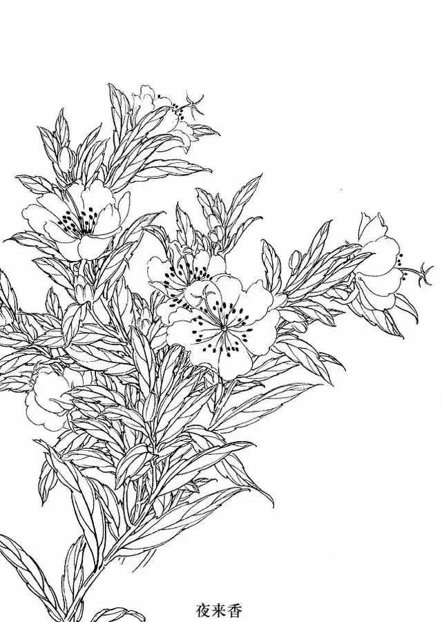 不会画花卉？那是你没有画过这8种花卉画法，简单易学，快临摹
