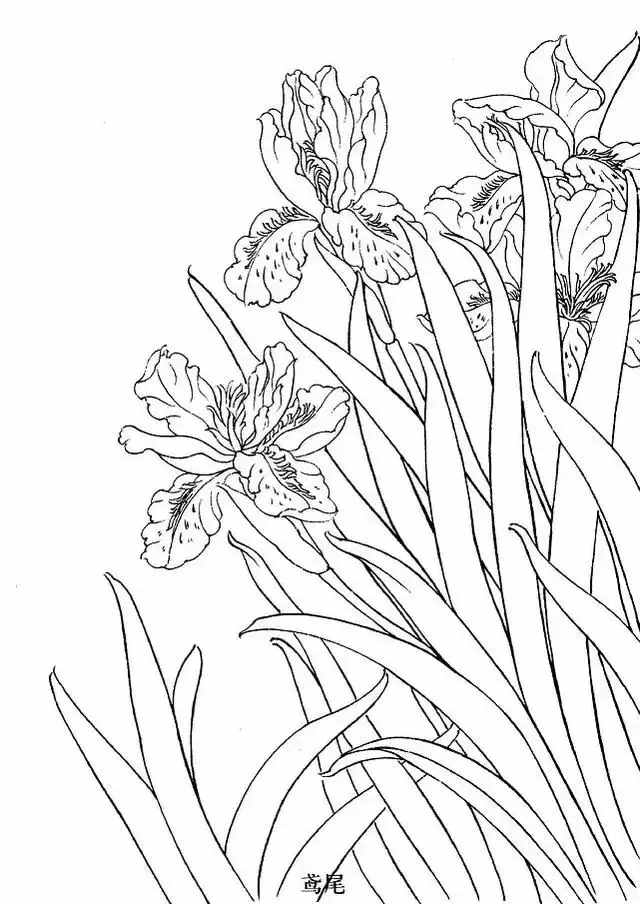 不会画花卉？那是你没有画过这8种花卉画法，简单易学，快临摹