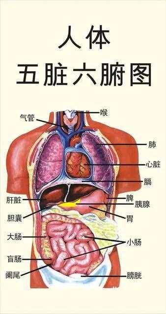 中医讲解六腑在人体中运行的功能关系
