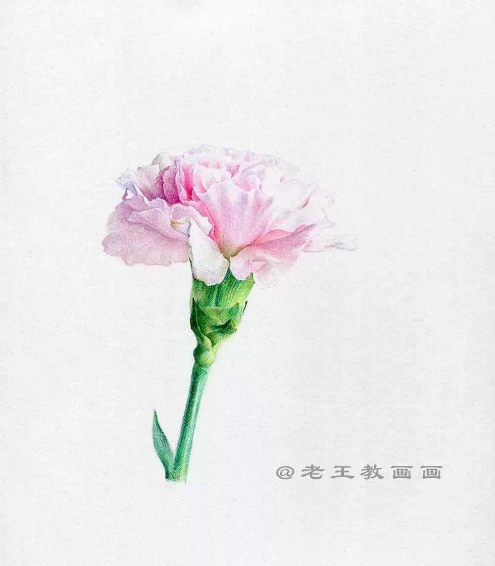 手绘一朵康乃馨，零基础也能学会画
