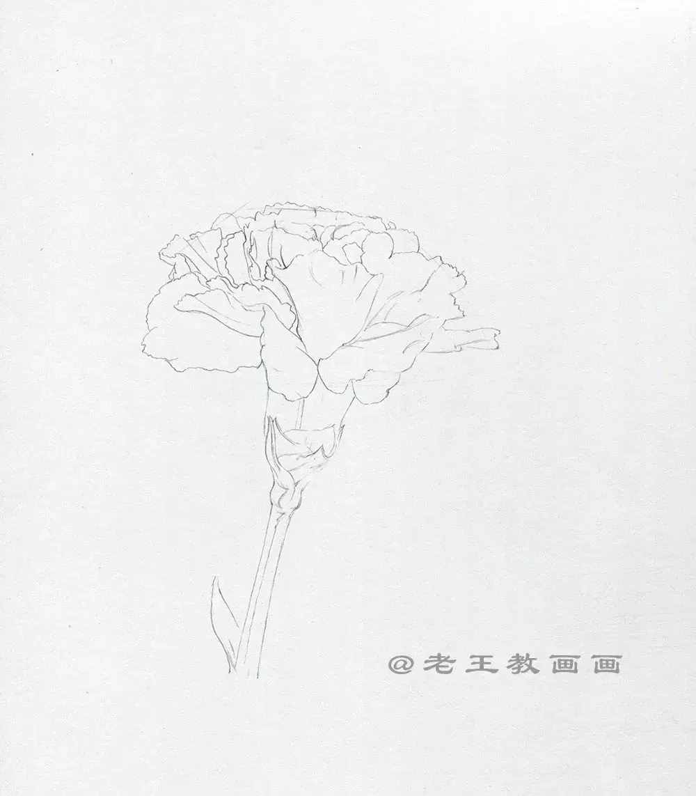 手绘一朵康乃馨，零基础也能学会画