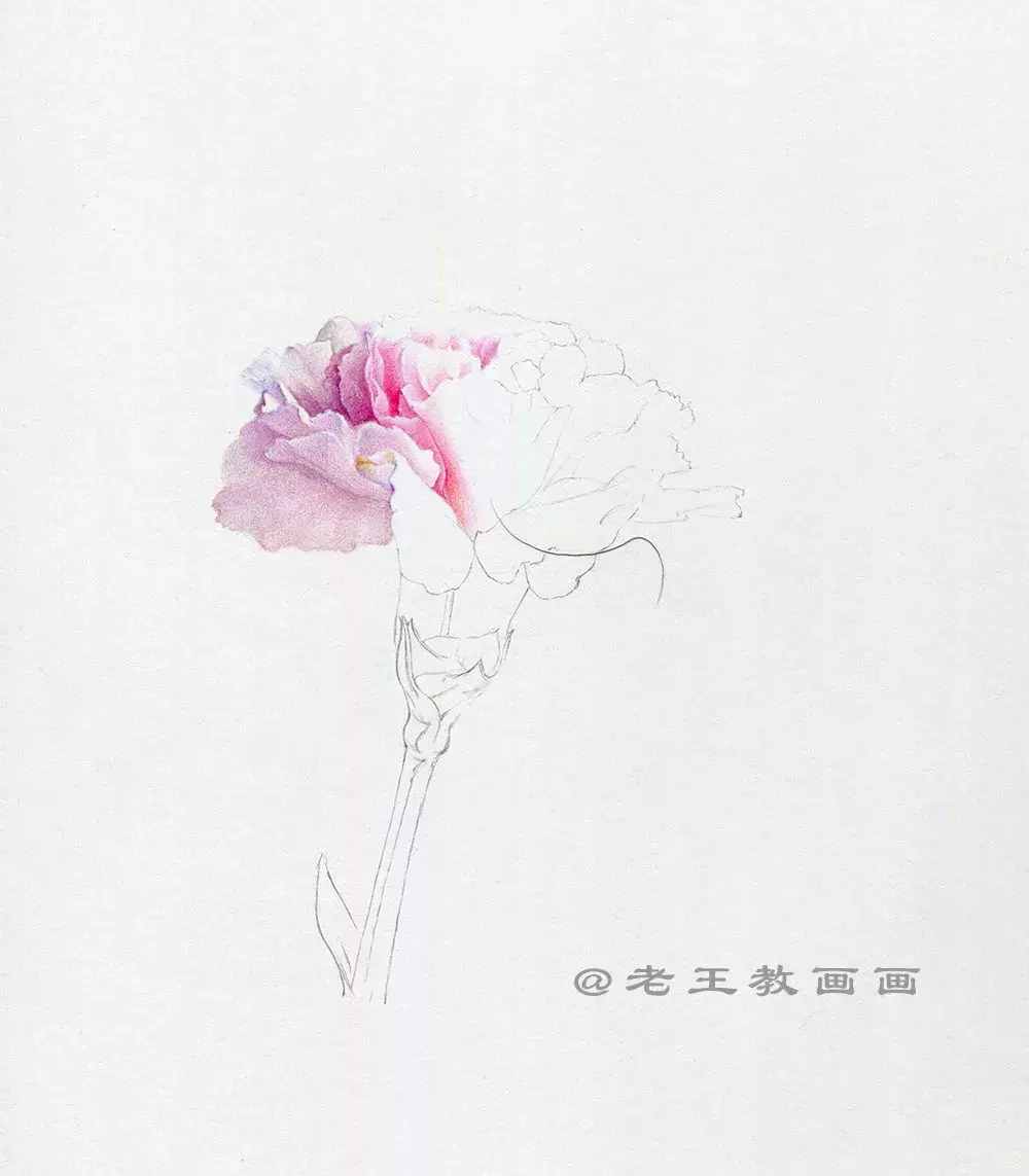 手绘一朵康乃馨，零基础也能学会画
