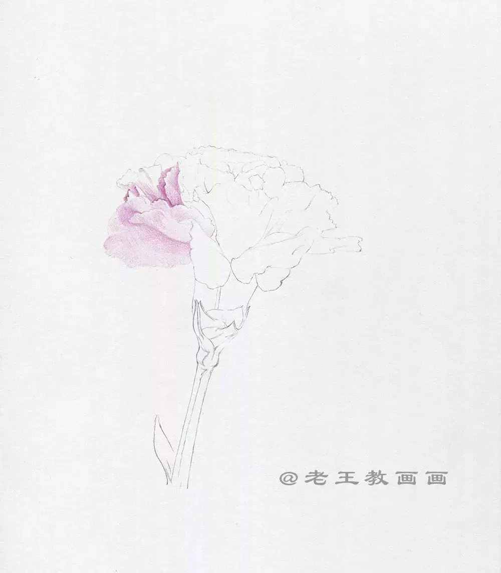 手绘一朵康乃馨，零基础也能学会画