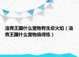 洛克王国什么宠物有生命火焰（洛克王国什么宠物值得练）