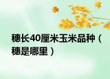 穗长40厘米玉米品种（穗是哪里）
