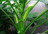 今日更新黄秋葵的种植方法（黄秋葵的种植方法是什么）