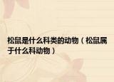 松鼠是什么科类的动物（松鼠属于什么科动物）