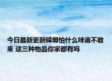 今日最新更新蟑螂怕什么味道不敢来 这三种物品你家都有吗
