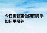 今日更新蓝色阴雨月季如何垂吊养
