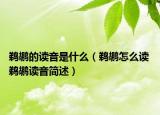 鹈鹕的读音是什么（鹈鹕怎么读 鹈鹕读音简述）