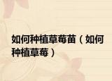 如何种植草莓苗（如何种植草莓）