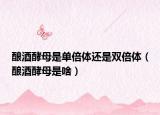 酿酒酵母是单倍体还是双倍体（酿酒酵母是啥）