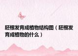 胚根发育成植物结构图（胚根发育成植物的什么）
