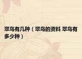 翠鸟有几种（翠鸟的资料 翠鸟有多少种）