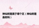 神仙树是属于哪个区（神仙树是桑树吗）