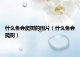 什么鱼会爬树的图片（什么鱼会爬树）