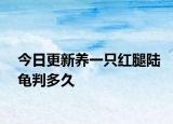 今日更新养一只红腿陆龟判多久