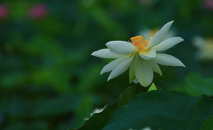 佛教常说的“菩提心”是什么意思？