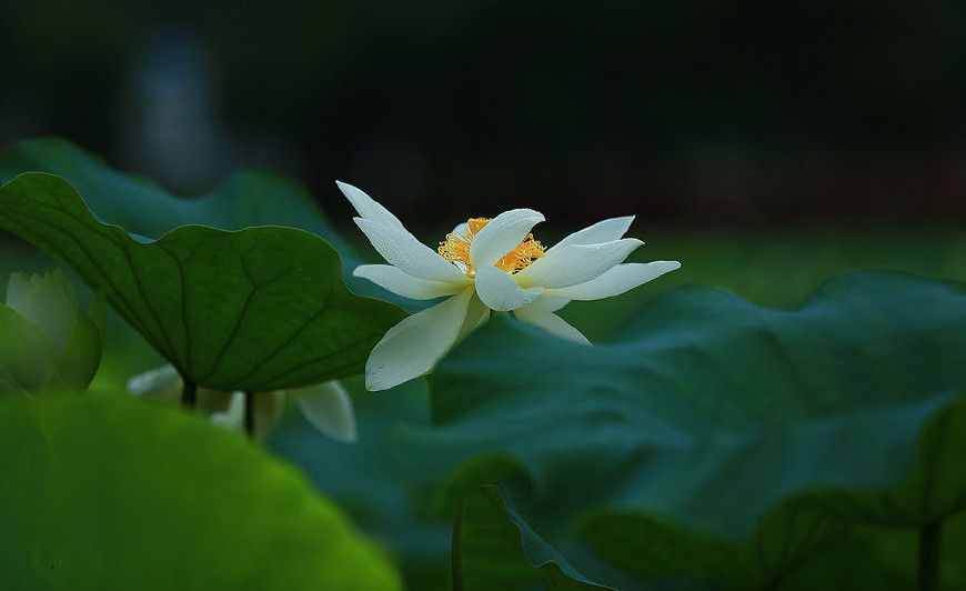 佛教常说的“菩提心”是什么意思？