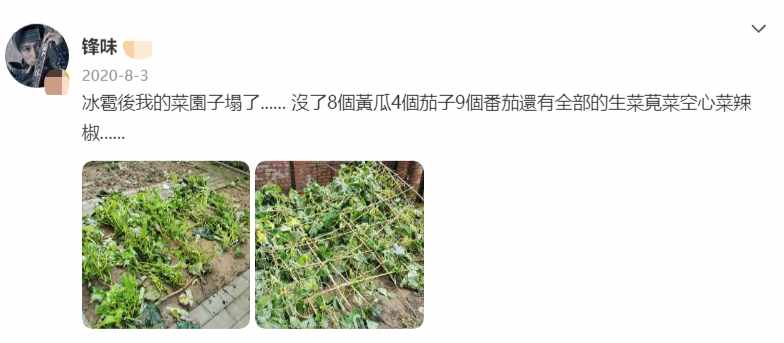 41岁谢霆锋近况曝光，穿拖鞋蹲在菜地一脸无奈，为空心菜打伞