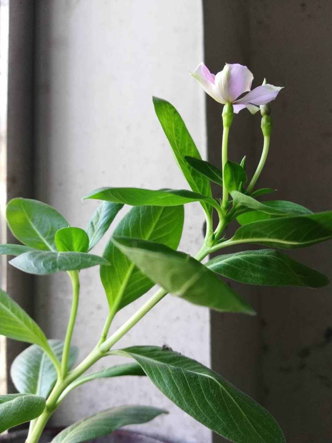 气质如兰说秦方