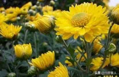 四副重阳节对联,上联为旧联,下联新对,欢迎高手一起来重对