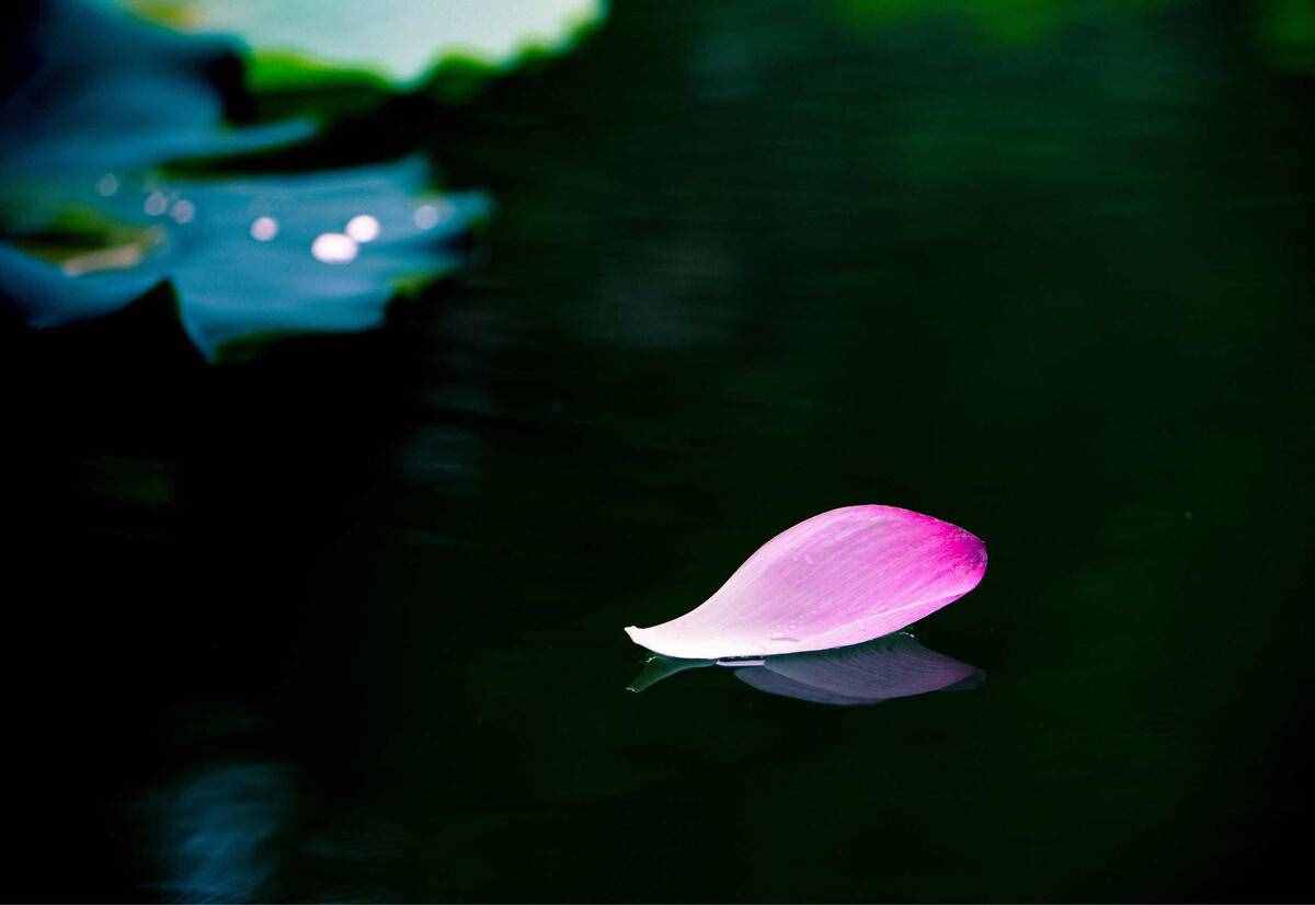 落花有意流水无情的意思