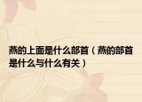 燕的上面是什么部首（燕的部首是什么与什么有关）