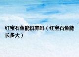 红宝石鱼能群养吗（红宝石鱼能长多大）
