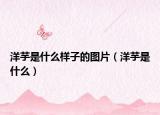 洋芋是什么样子的图片（洋芋是什么）