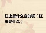 红虫是什么变的呢（红虫是什么）