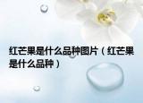 红芒果是什么品种图片（红芒果是什么品种）