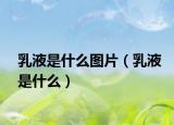 乳液是什么图片（乳液是什么）