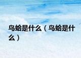 鸟蛤是什么（鸟蛤是什么）
