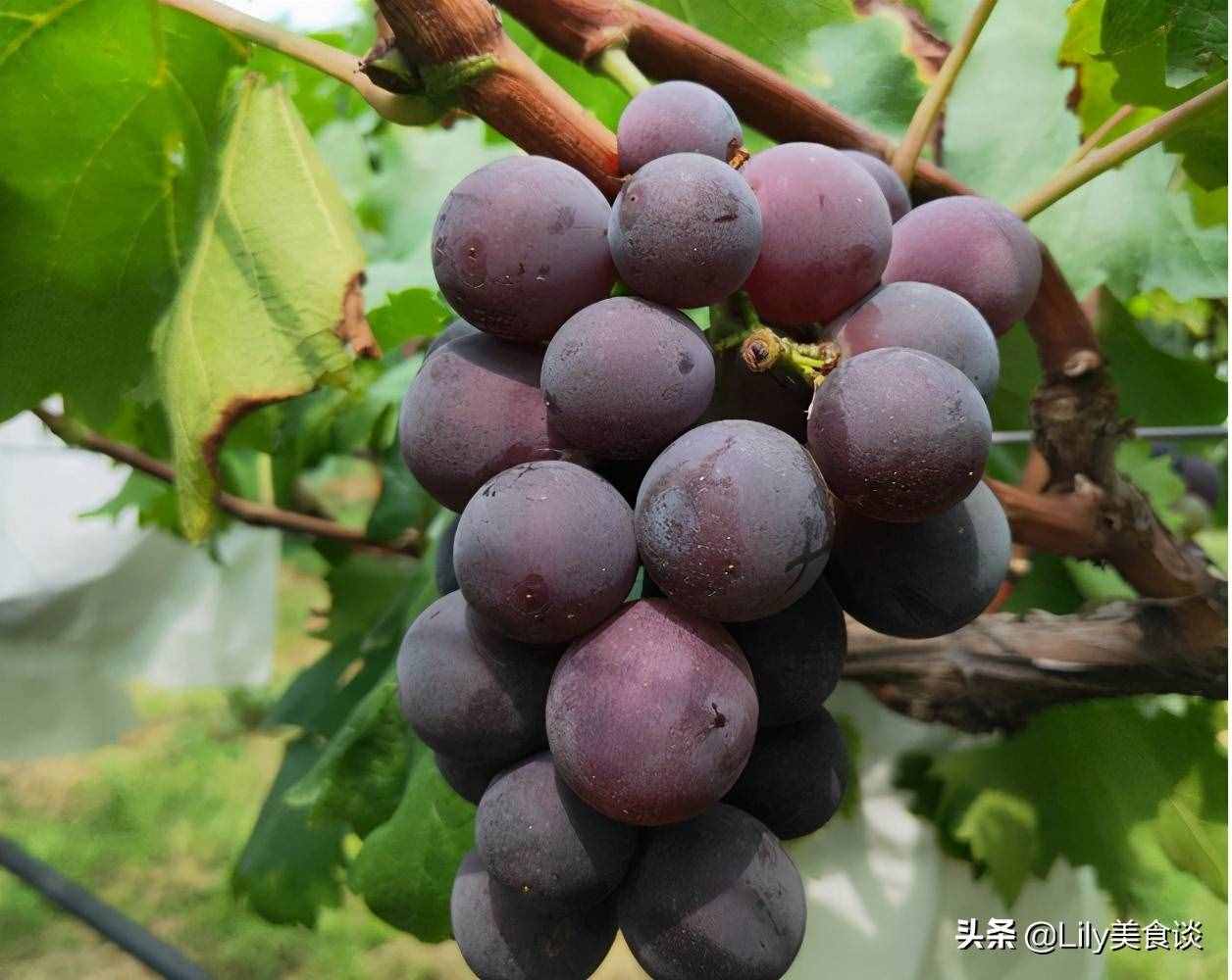 三伏天太热，这6种碱性水果多吃，生津止渴又解暑，水分足口感好