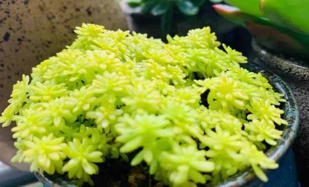 给多肉来场人工降雨，洗完澡瞬间变得晶莹剔透，想咬上一口
