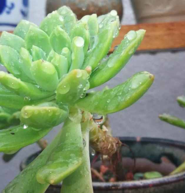 给多肉来场人工降雨，洗完澡瞬间变得晶莹剔透，想咬上一口