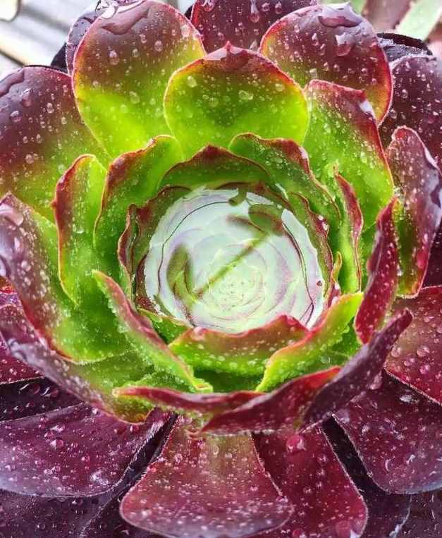 给多肉来场人工降雨，洗完澡瞬间变得晶莹剔透，想咬上一口