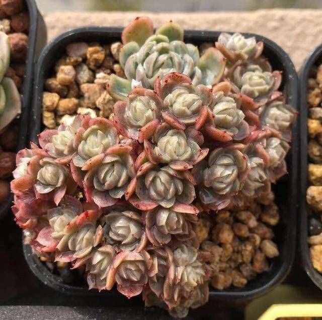 给多肉来场人工降雨，洗完澡瞬间变得晶莹剔透，想咬上一口