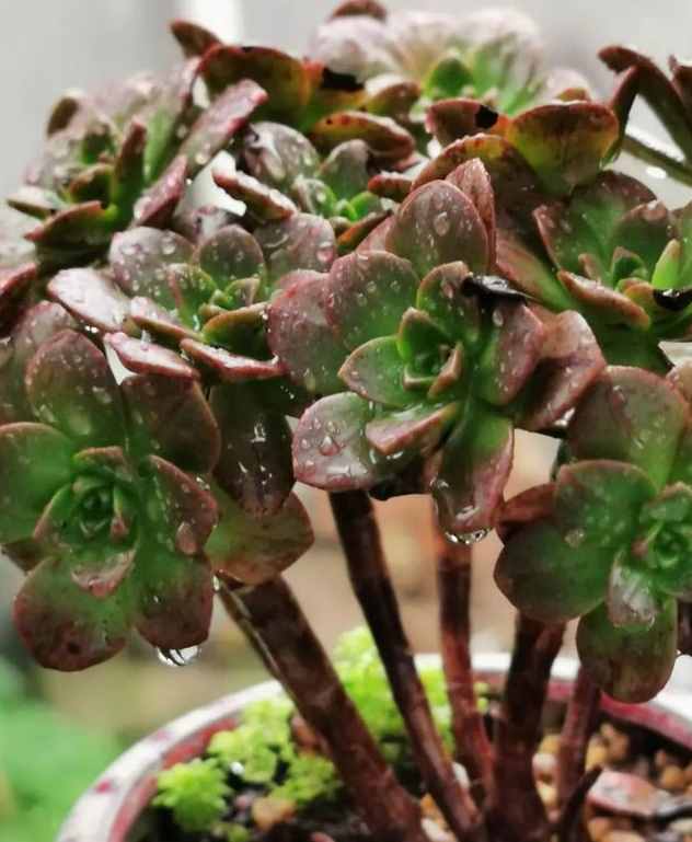 给多肉来场人工降雨，洗完澡瞬间变得晶莹剔透，想咬上一口