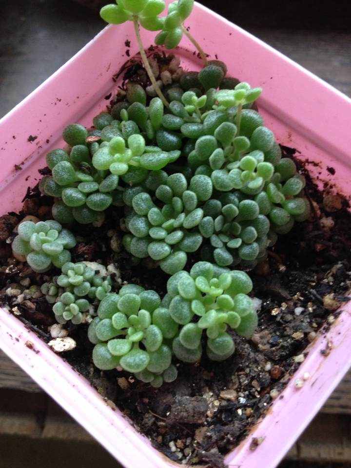 给多肉来场人工降雨，洗完澡瞬间变得晶莹剔透，想咬上一口