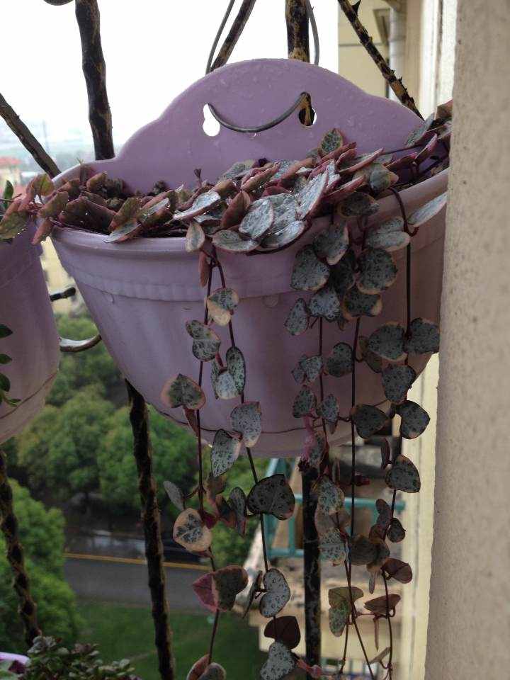 给多肉来场人工降雨，洗完澡瞬间变得晶莹剔透，想咬上一口