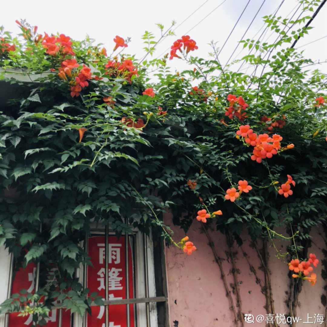 家里养些牵牛花，夏天变成绿窗帘，遮阴特凉快