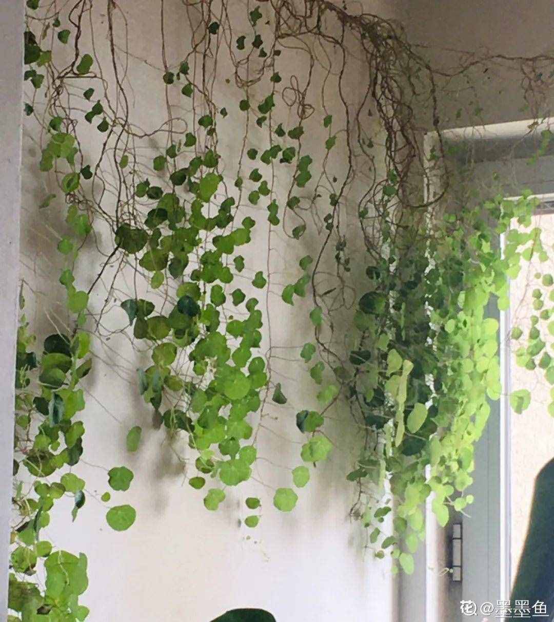 家里养些牵牛花，夏天变成绿窗帘，遮阴特凉快